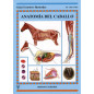 LIBRO: GUIA. ANATOMIA DEL CABALLO