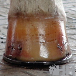 BALSAMO DIAMOND HOOF CONDITIONER PARA CASCOS CON TAPON APLICADOR
