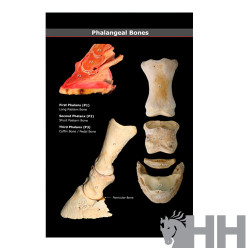 LIBRO GUIA VISUAL EXTREMIDADES Y CASCO DEL CABALLO (INGLES)