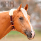 COLLAR AIRE PROFESSIONAL'S CHOICE DARE