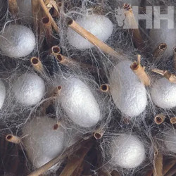 CHAMPU LEOVET SILKCARE