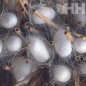 CHAMPU LEOVET SILKCARE