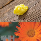 ACEITE LEOVET BIO-SKIN