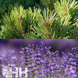 RELAJANTE LEOVET RELAX AROMASPRAY