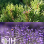 RELAJANTE LEOVET RELAX AROMASPRAY