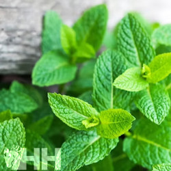 RELAJANTE LEOVET RELAX AROMASPRAY