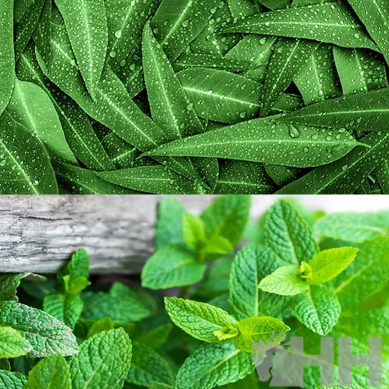 GEL TENDONES REFRESCANTE LEOVET CELLSIUS
