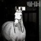 CABEZADA INGLESA HORSEWARE MICKLEM BITLESS BRIDLE