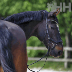FILETE SPRENGER KK ANATOMICO ANILLA 70mm PARTIDO SIMPLE