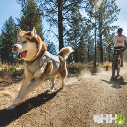 CHALECO REFRESCANTE RUFFWEAR PARA PERROS (CON CREMALLERA) SWAMP COOLER ZIP