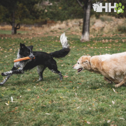 PALO RUFFWEAR PARA PERROS GNAWT-A-STICK