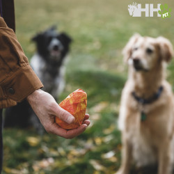 PIÑA RUFFWEAR PARA PERROS GNAWT-A-CONE