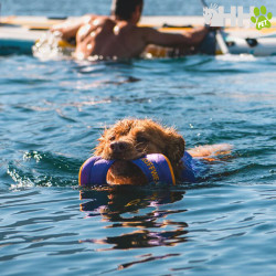 JUGUETE FLOTANTE RUFFWEAR PARA PERROS HYDRO PLANE