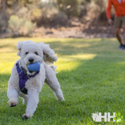JUGUETE PARA LANZAR RUFFWEAR PARA PERROS HUCKAMA