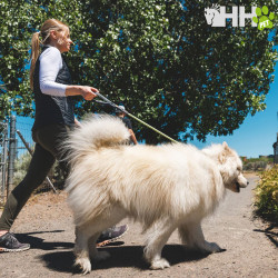 CORREA DE CUERDA RUFFWEAR PARA PERROS KNOT-A-LONG (NEW)