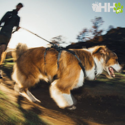 ARNES RUFFWEAR PARA PERROS RIDGELINE