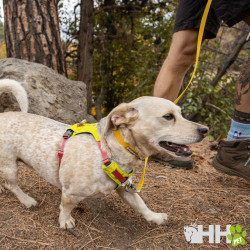 ARNES LIGERO RUFFWEAR PARA PERROS HI & LIGHT
