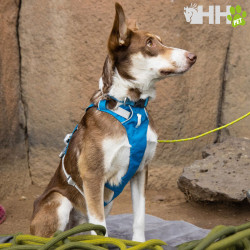 ARNES CON ASA RUFFWEAR PARA PERROS FLAGLINE