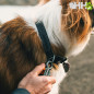 COLLAR RUFFWEAR PARA PERROS RIDGELINE