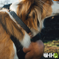 COLLAR RUFFWEAR PARA PERROS RIDGELINE