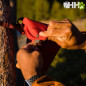 SISTEMA DE ENGANCHE RUFFWEAR PARA PERROS KNOT-A-HITCH