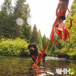 CORREA RUFFWEAR PARA PERROS LARGA ROGUE LONG LINE