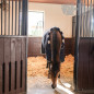 MANTA HORSEWARE NEWMARKET COSY CUADRA MEDIUM (200g)