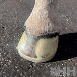 HERRADURA PEGAR EASYCARE EASYSHOE SPEED DELANTERA (PAR)
