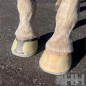 HERRADURA PEGAR EASYCARE EASYSHOE SPEED DELANTERA (PAR)