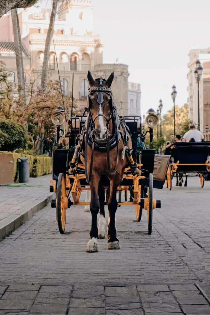 Coches de caballos
